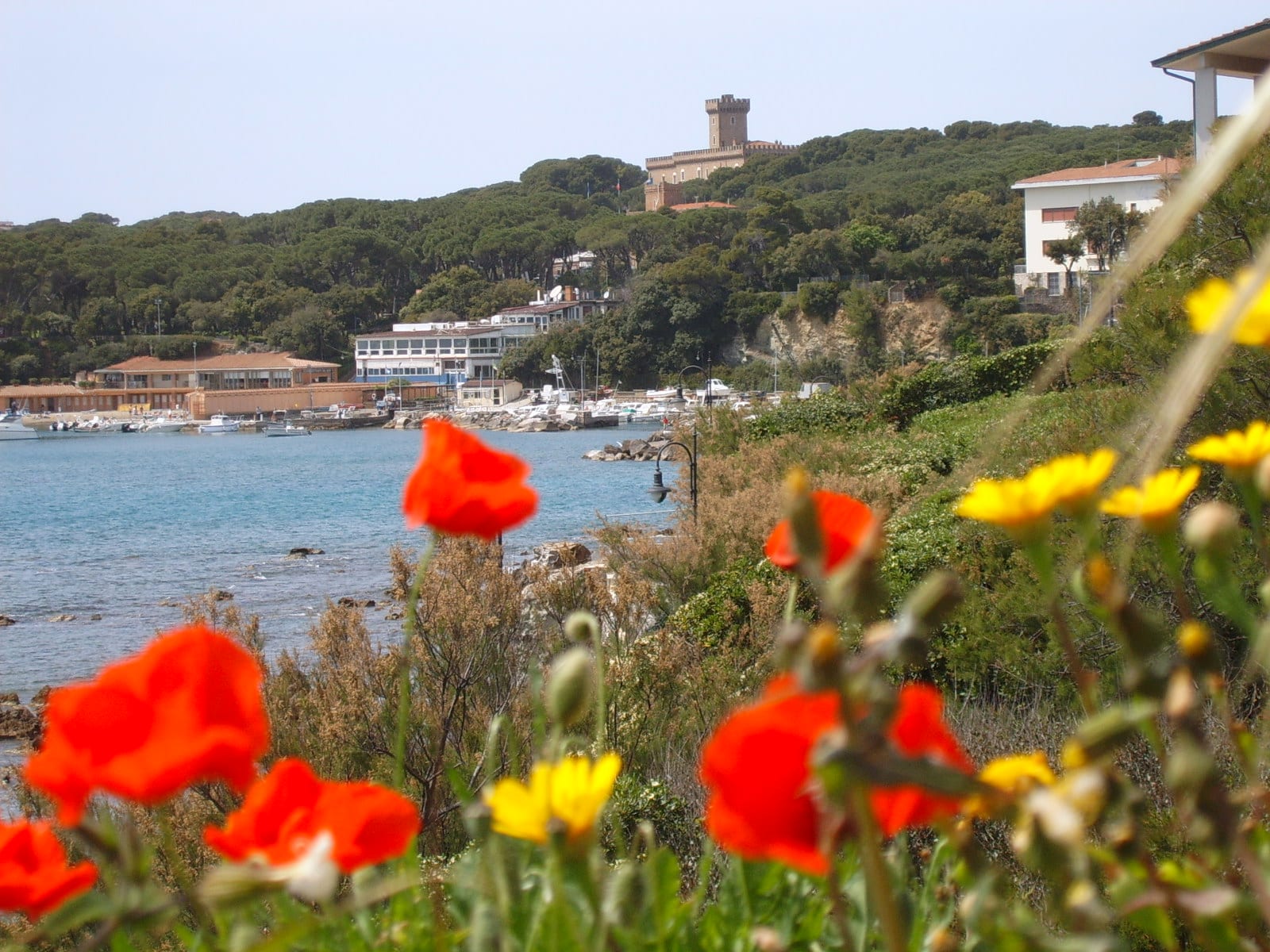 Wildblumen an der Küste von Castiglioncello
