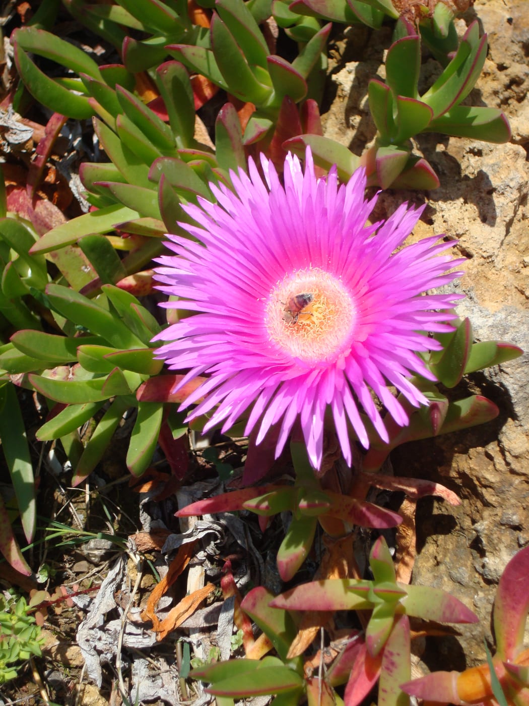 Mediterranean flower in the Villa Casa Marina garden